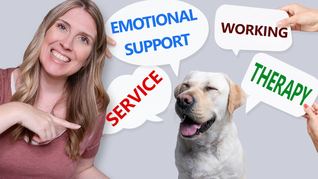 Service Dogs, Working Dogs, Therapy Dogs, Emotional Support Dogs: What’s the Difference?