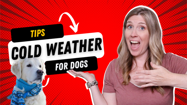 What You Need To Know: Cold Weather Tips For Dogs