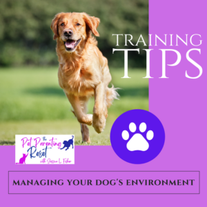managing your dogs environment