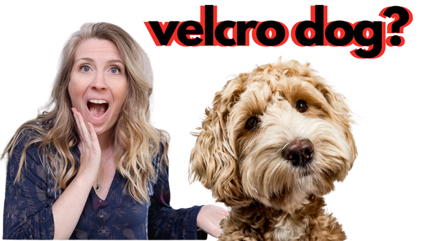 Do you have a velcro dog?