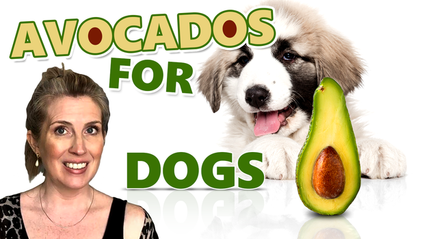 Can Dogs Eat Avocados?