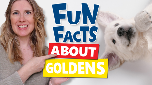 Fun Facts You Didn't Know About Golden Retrievers