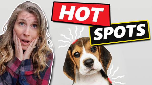 How To Treat Hot Spots On Dogs At Home