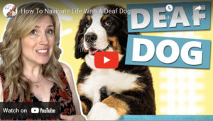 how to navigate life with a deaf dog
