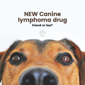 NEW Canine lymphoma drug