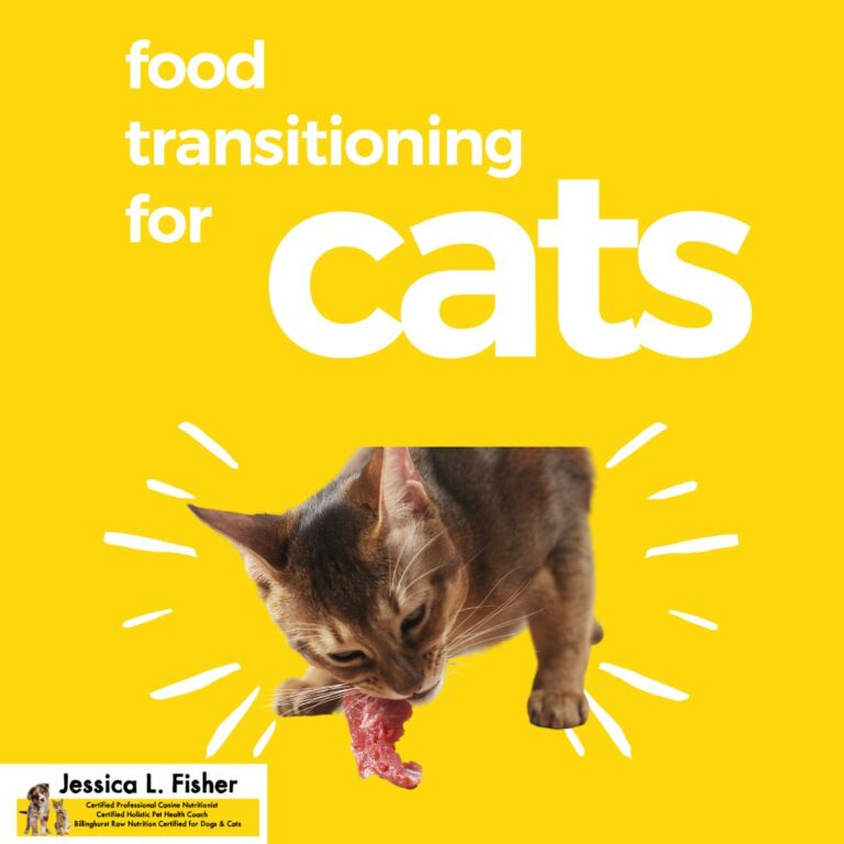 food transitioning for cats