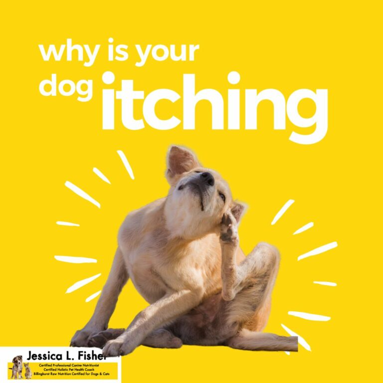 Not Everything Is Yeast: Holistic Solutions for Dogs